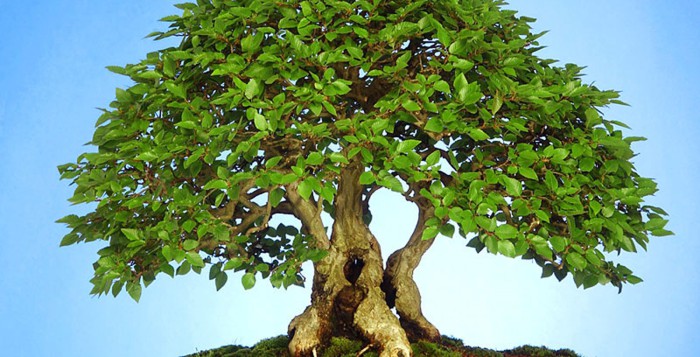 как вырастить карликовое деревце бонсай