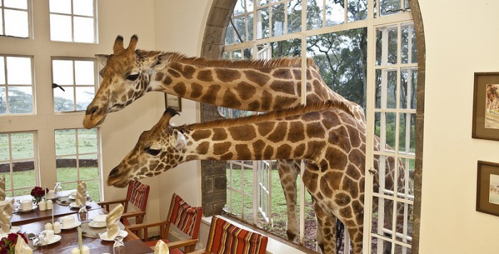 завтрак с жирафами